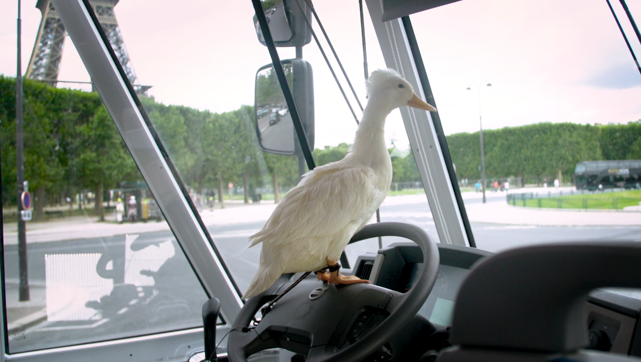 Canard au volant Canards de Paris